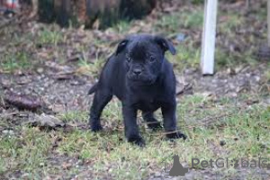 Foto №3. Adorables Chiots Staffordshire Bull Terrier zu verkaufen. Frankreich