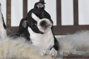 Foto №2 zu Ankündigung № 93002 zu verkaufen boston terrier - einkaufen Belgien züchter
