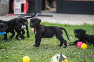 Foto №4. Ich werde verkaufen cane corso italiano in der Stadt Loznica. züchter - preis - verhandelt