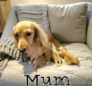 Foto №3. Потрясающая длинношерстная кремовая такса. USA