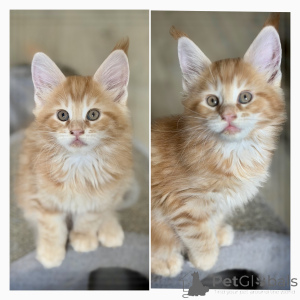 Foto №1. maine-coon-katze - zum Verkauf in der Stadt Brüssel | Frei | Ankündigung № 174691