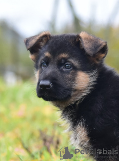 Foto №2 zu Ankündigung № 76632 zu verkaufen deutscher schäferhund - einkaufen Weißrussland quotient 	ankündigung