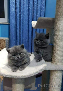 Foto №1. europäisch kurzhaar - zum Verkauf in der Stadt Austkhoizer | 500€ | Ankündigung № 161405