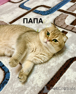 Foto №4. Ich werde verkaufen chinchilla-katze in der Stadt Taschkent. quotient 	ankündigung - preis - 500€