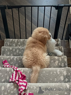 Foto №2 zu Ankündigung № 174902 zu verkaufen golden retriever - einkaufen Frankreich quotient 	ankündigung
