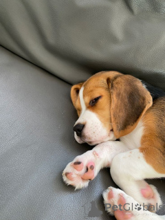 Foto №1. beagle - zum Verkauf in der Stadt Aizlenten | 350€ | Ankündigung № 156804