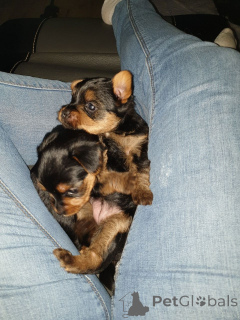 Foto №4. Ich werde verkaufen yorkshire terrier in der Stadt Terrassa. quotient 	ankündigung - preis - 500€