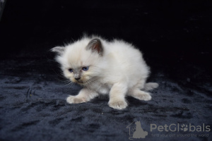 Foto №4. Ich werde verkaufen ragdoll-katze in der Stadt Barcelona. quotient 	ankündigung, züchter - preis - 350€