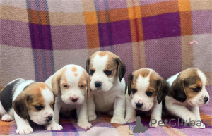 Foto №1. beagle - zum Verkauf in der Stadt Ettlingen | 350€ | Ankündigung № 154612