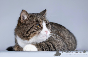 Foto №4. Ich werde verkaufen  in der Stadt Chimki. quotient 	ankündigung - preis - Frei