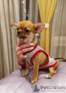 Foto №3. Hübscher roter Chihuahua-GSH-Junge. Russische Föderation