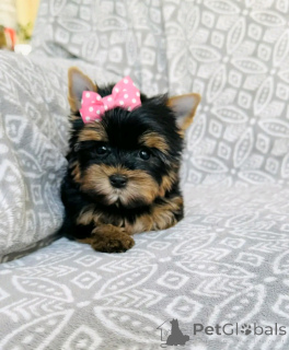 Foto №3. Yorkshire Terrier Welpen zur Adoption. Deutschland