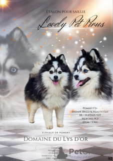 Foto №4. Ich werde verkaufen mischlingshund in der Stadt Orée-d'Anjou. züchter - preis - 3500€