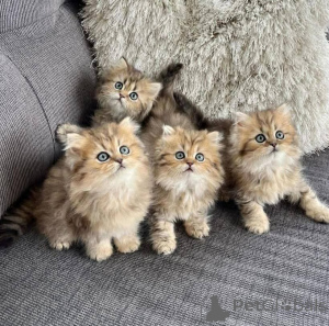 Foto №2 zu Ankündigung № 140658 zu verkaufen perserkatze - einkaufen USA quotient 	ankündigung