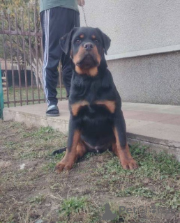 Foto №1. rottweiler - zum Verkauf in der Stadt Zemun | verhandelt | Ankündigung № 157080