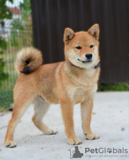 Foto №3. Shiba Inu-Welpen. Serbien