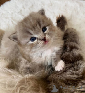 Foto №3. Parduodamas žavingas Ragdoll veislės kačiukas.. Litauen