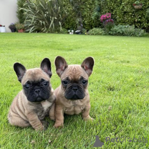 Foto №3. AKC Französische Bulldoggen. Deutschland