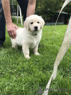 Foto №2 zu Ankündigung № 75762 zu verkaufen golden retriever - einkaufen Litauen quotient 	ankündigung, züchter