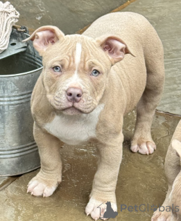 Foto №1. american bulldog - zum Verkauf in der Stadt Enköping | verhandelt | Ankündigung № 169675
