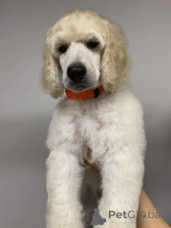 Foto №1. pudel (royal) - zum Verkauf in der Stadt Nekla | 2000€ | Ankündigung № 143469