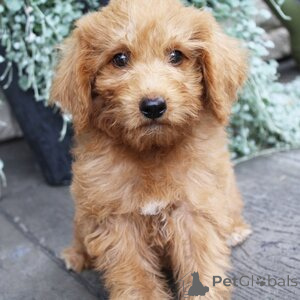 Foto №1. labradoodle - zum Verkauf in der Stadt Ansbach | 300€ | Ankündigung № 151403