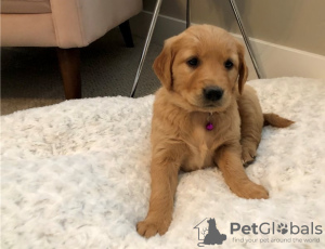 Foto №1. golden retriever - zum Verkauf in der Stadt Texas City | 473€ | Ankündigung № 56558