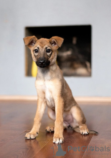 Foto №1. mischlingshund - zum Verkauf in der Stadt Москва | Frei | Ankündigung № 81431