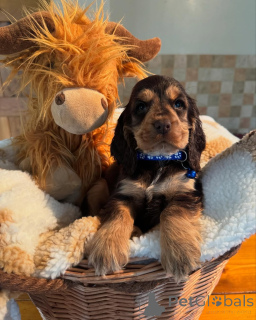 Foto №3. Lernen Sie Leo kennen, den kleinen Löwen mit einem Herzen voller Liebe und Augen. Finnland