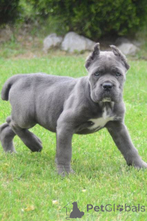 Foto №4. Ich werde verkaufen cane corso italiano in der Stadt Obrenovac.  - preis - verhandelt