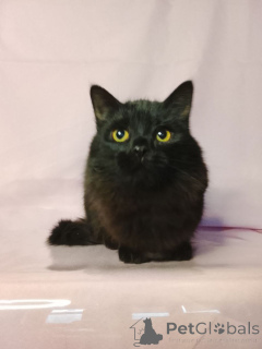 Foto №2 zu Ankündigung № 160285 zu verkaufen  - einkaufen Russische Föderation quotient 	ankündigung