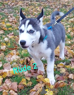 Foto №2 zu Ankündigung № 79531 zu verkaufen siberian husky - einkaufen Deutschland 