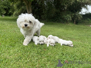 Foto №3. Malteser-Welpenbaby zur Adoption. Belgien