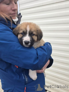 Foto №4. Ich werde verkaufen alano español in der Stadt Belfast.  - preis - 380€