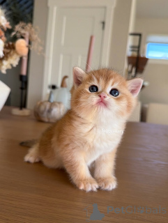 Foto №3. Weiche Pfoten, heller Geist.. Frankreich