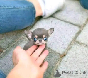 Foto №3. Chihuahua-Welpen sind jetzt verfügbar. Business whatsapp447400576553. Finnland