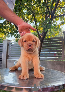 Foto №2 zu Ankündigung № 114683 zu verkaufen dogue de bordeaux - einkaufen Serbien 