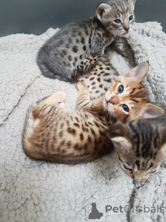 Foto №2 zu Ankündigung № 135282 zu verkaufen savannah-katze - einkaufen Tschechische Republik 