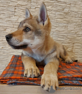 Foto №1. tschechoslowakischer wolfhund - zum Verkauf in der Stadt Soligorsk | 1018€ | Ankündigung № 37343