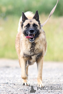 Zusätzliche Fotos: Junger Mestizen-Schäferhund Reich in guten Händen