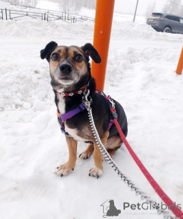 Foto №3. Ein kleiner, zerbrechlicher Hund sucht ein Zuhause. Russische Föderation