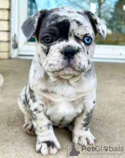 Foto №1. französische bulldogge - zum Verkauf in der Stadt Heidelberg | 500€ | Ankündigung № 97182