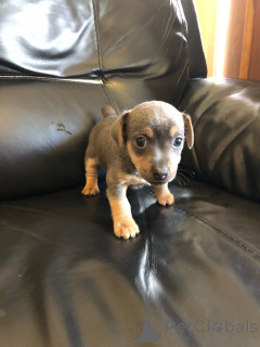 Foto №2 zu Ankündigung № 168383 zu verkaufen jack russell terrier - einkaufen Schweden quotient 	ankündigung, züchter