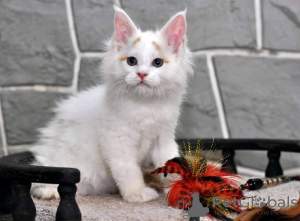 Foto №2 zu Ankündigung № 65086 zu verkaufen ragdoll-katze - einkaufen Griechenland quotient 	ankündigung