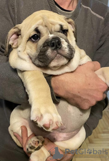 Zusätzliche Fotos: Englische Bulldogge