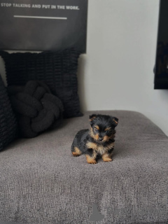 Foto №1. yorkshire terrier - zum Verkauf in der Stadt UHMARDU | 250€ | Ankündigung № 178285