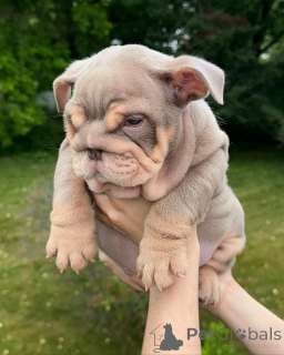 Foto №1.  - zum Verkauf in der Stadt Kiew | 531€ | Ankündigung № 142156