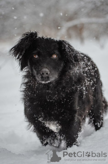 Foto №4. Ich werde verkaufen mischlingshund in der Stadt Москва. quotient 	ankündigung - preis - Frei