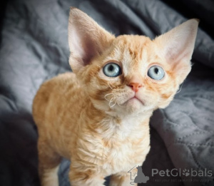 Foto №1. devon rex - zum Verkauf in der Stadt Augsburg | 900€ | Ankündigung № 160323