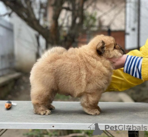 Foto №3. CHOW CHOW PUPPIES. Deutschland